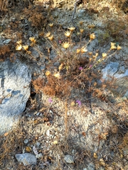 Centaurea vallesiaca