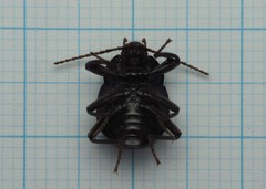 Accanthopus velikensis