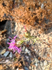 Centaurea vallesiaca