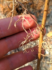 Centaurea vallesiaca