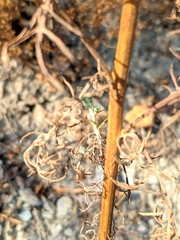 Centaurea vallesiaca