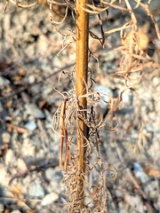 Centaurea vallesiaca