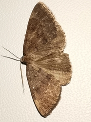 Pachycnemia tibiaria