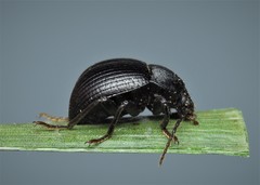Accanthopus velikensis