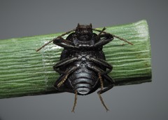 Accanthopus velikensis