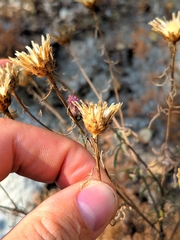 Centaurea vallesiaca
