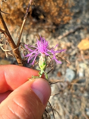 Centaurea vallesiaca