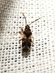 Scolopostethus cognatus