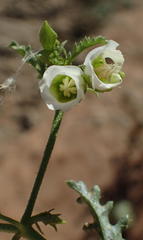 Hermannia leucantha