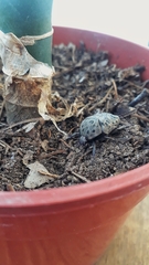 Gymnetis litigiosa