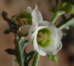 Hermannia leucantha