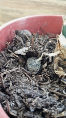 Gymnetis litigiosa