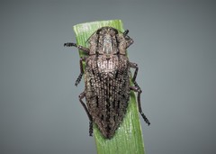 Dicerca moesta