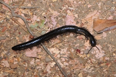 Paeromopodidae