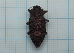 Dicerca moesta