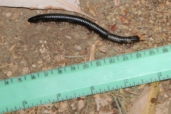 Paeromopodidae