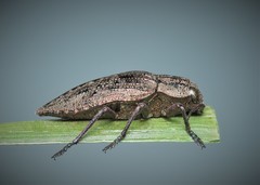 Dicerca moesta