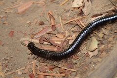Paeromopodidae