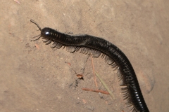 Paeromopodidae