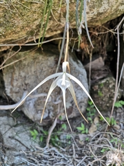 Brassavola cucullata