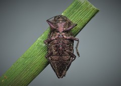Dicerca moesta