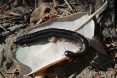 Paeromopodidae