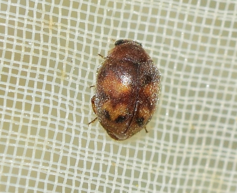 Nephus kiesenwetteri