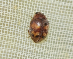 Nephus kiesenwetteri