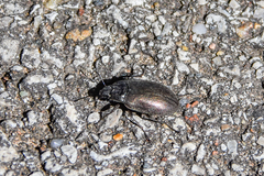 Bothrotes canaliculatus