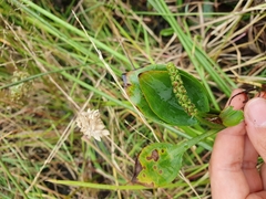 Potamogeton polygonifolius