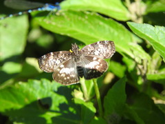 Chiomara georgina georgina