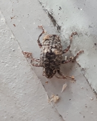 Conotrachelus schoofi