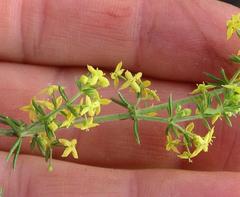 Galium capense capense