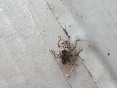 Conotrachelus schoofi