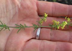 Galium capense capense