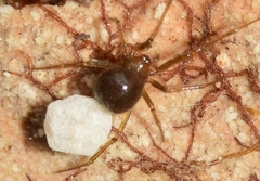 Nesticidae
