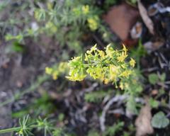 Galium capense capense