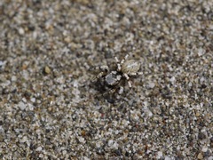Habronattus amicus