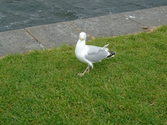 Larus argentatus
