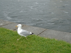 Larus argentatus