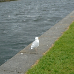 Larus argentatus
