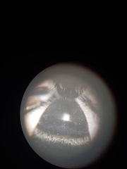 Lasioglossum leucozonium