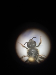 Lasioglossum leucozonium
