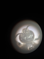 Lasioglossum leucozonium