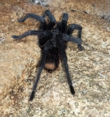 Aphonopelma nayaritum