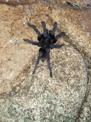 Aphonopelma nayaritum