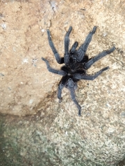 Aphonopelma nayaritum
