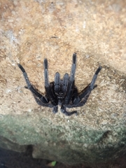 Aphonopelma nayaritum