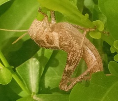Acrididae