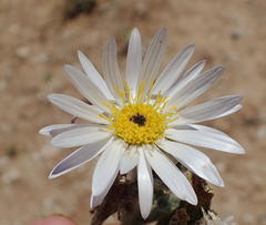 Arctotis leiocarpa
